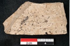 Foto (Detailansicht) von Sequoia hardtii Endl. (NHMW-GEO-2024-0188-8233)